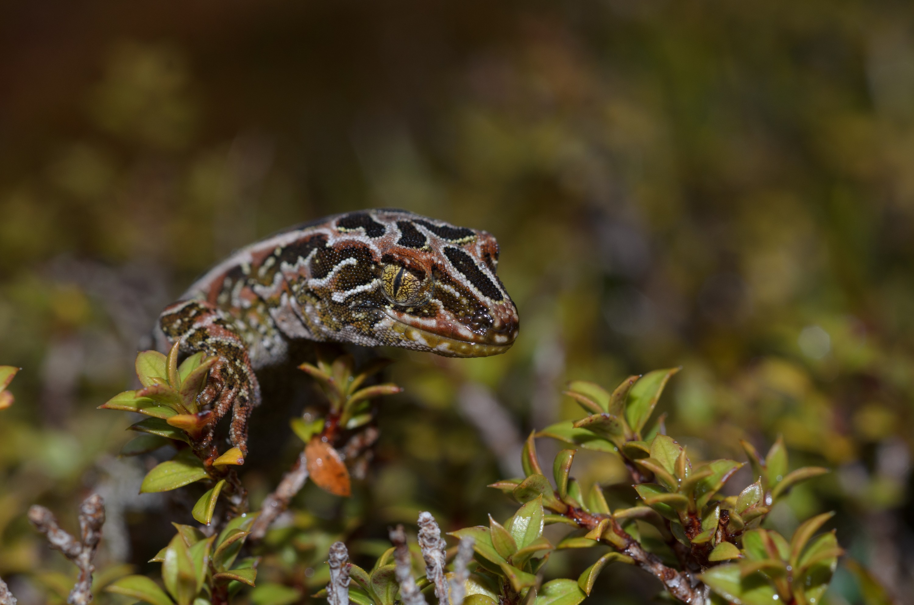 DSC_2955 – Adventure, Crispin, Hoplodactylus, Island, March 2017, National Park, New, New Zealand, Rakiura, South, Stewart, Tukutuku rakiurae, Zealand, amazing, gecko, harlequin gecko, rare, stunning